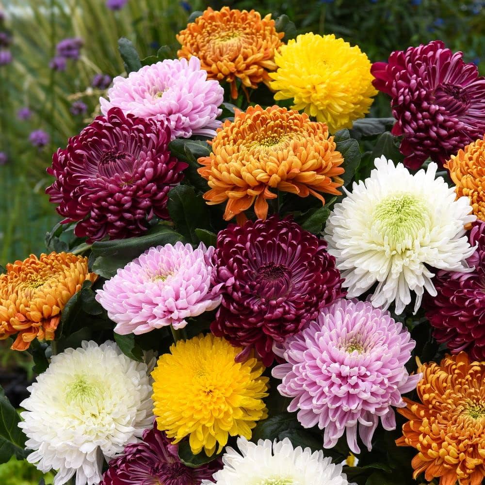Candy Chrysanthemum Flower Seeds